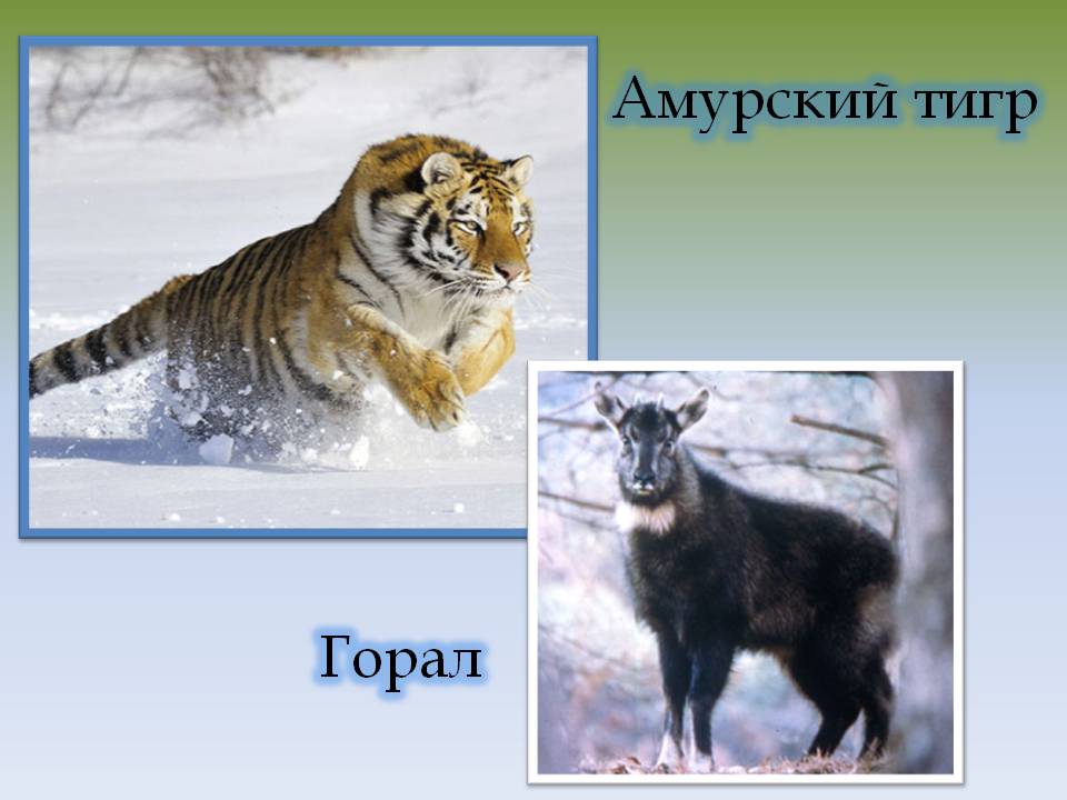 амурский тигр сихотэ-алинь. здесь был тигр. рыжий кот картина по номерам "взгляд тигра" 30х40 см. манул и амурский тигр. тигрица с тигрятами.