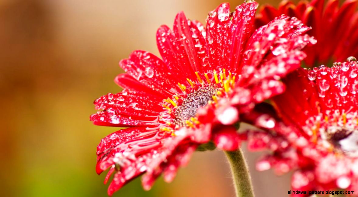 Flower for wallpaper hd