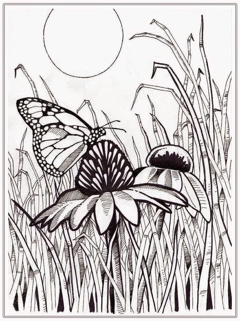 Adult Coloring Pages Butterfly | Realistic Coloring Pages