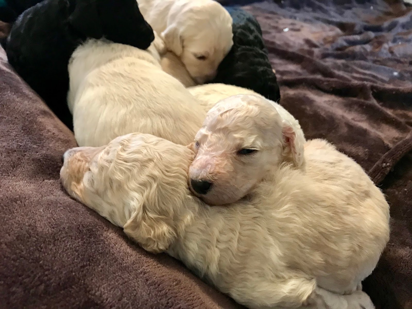 Labradoodles in Oregon