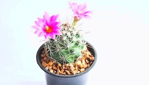 Tipos De Cactus Pequeños