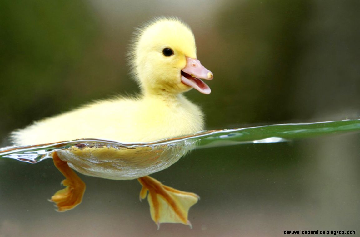 High Definition Duck Wallpapers