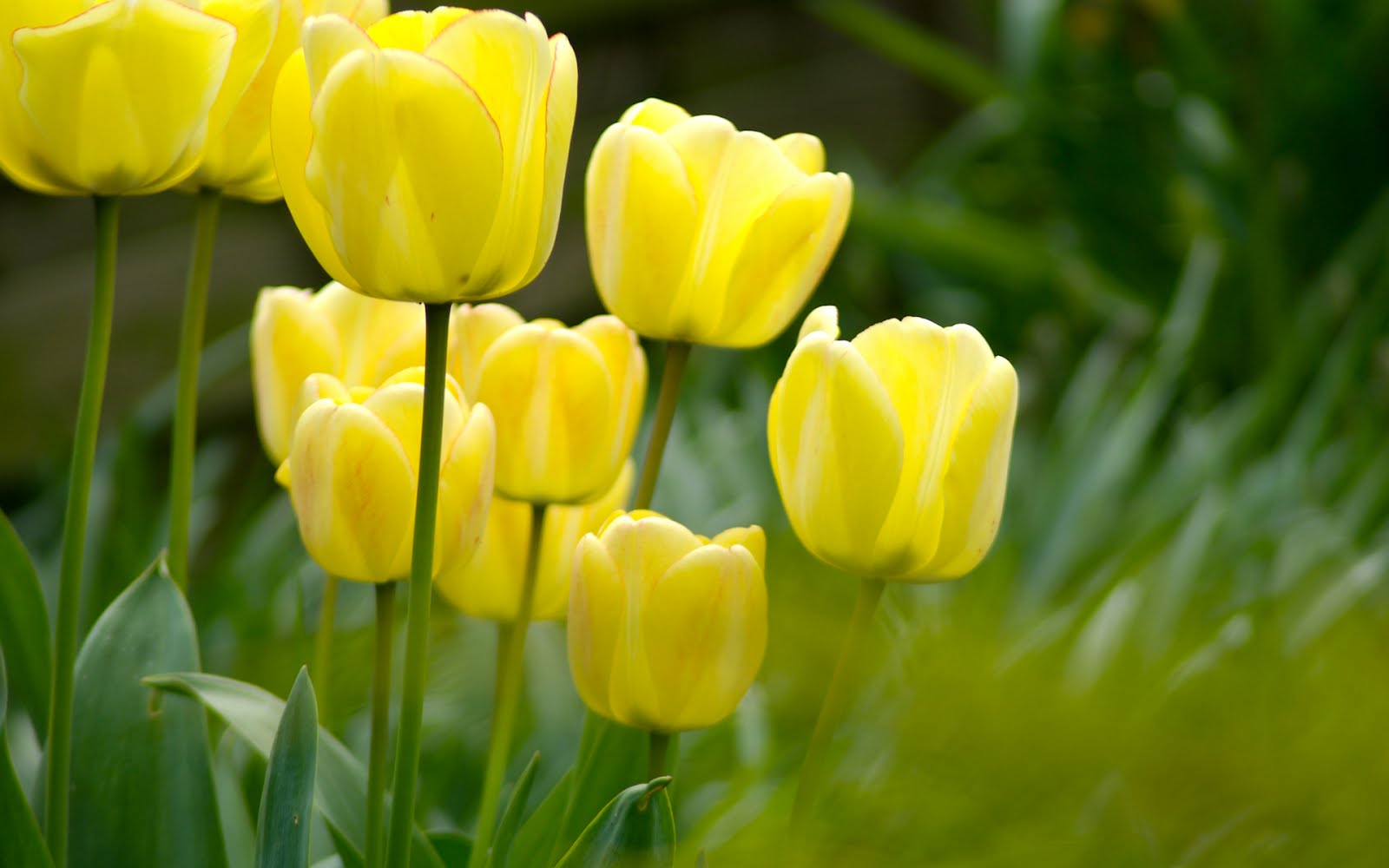 Flowers & Planets: Tulip Flower Wallpapers
