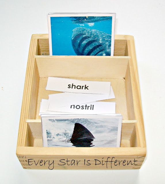 Shark themed nomenclature cards