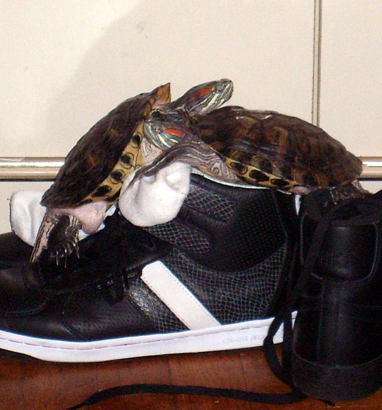 HOW TO PROPERLY CARE FOR A PET TURTLE