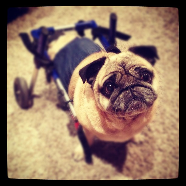 pug, dog wheelchair