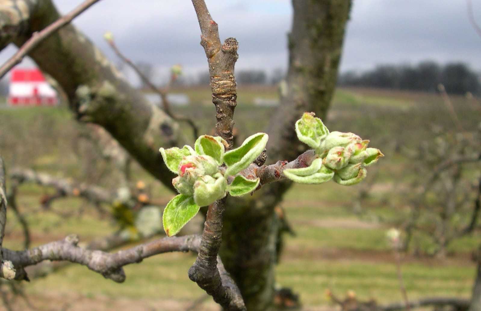 Tree Fruit Disease Update Early season apple disease outlook, March 27.
