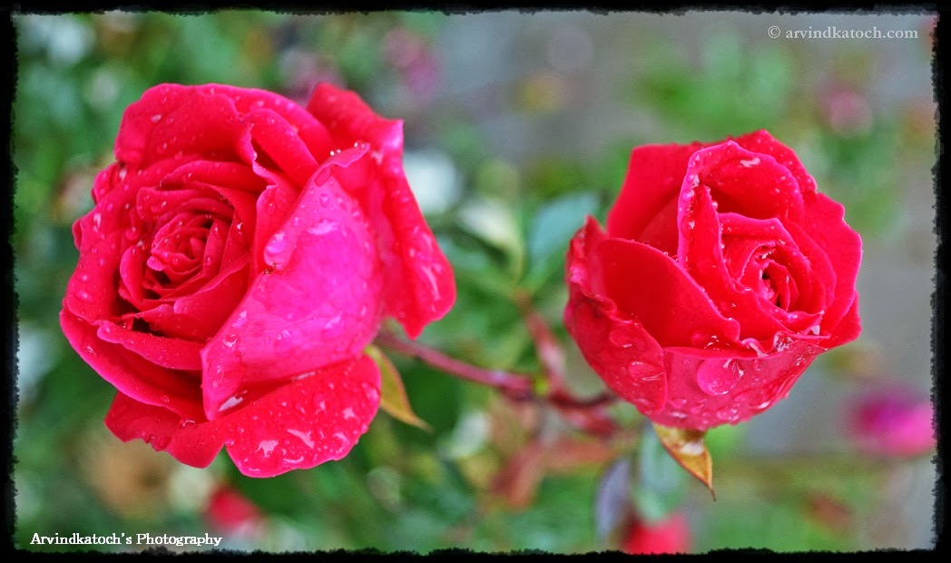 Two Beautiful Red Roses Wet in Rain (HD Pic)