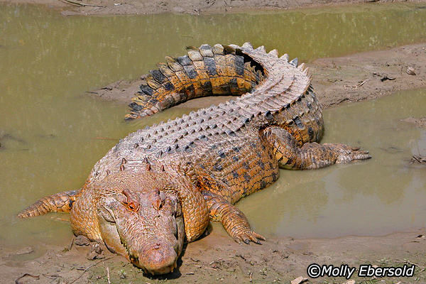 Crocodile | Wildlife Info and Photos | The Wildlife