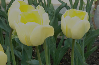 The pale primrose yellow exterior of the mystery tulip contrasts beautifully with the deeper buttercup shade within. Looks like a glowing lantern!