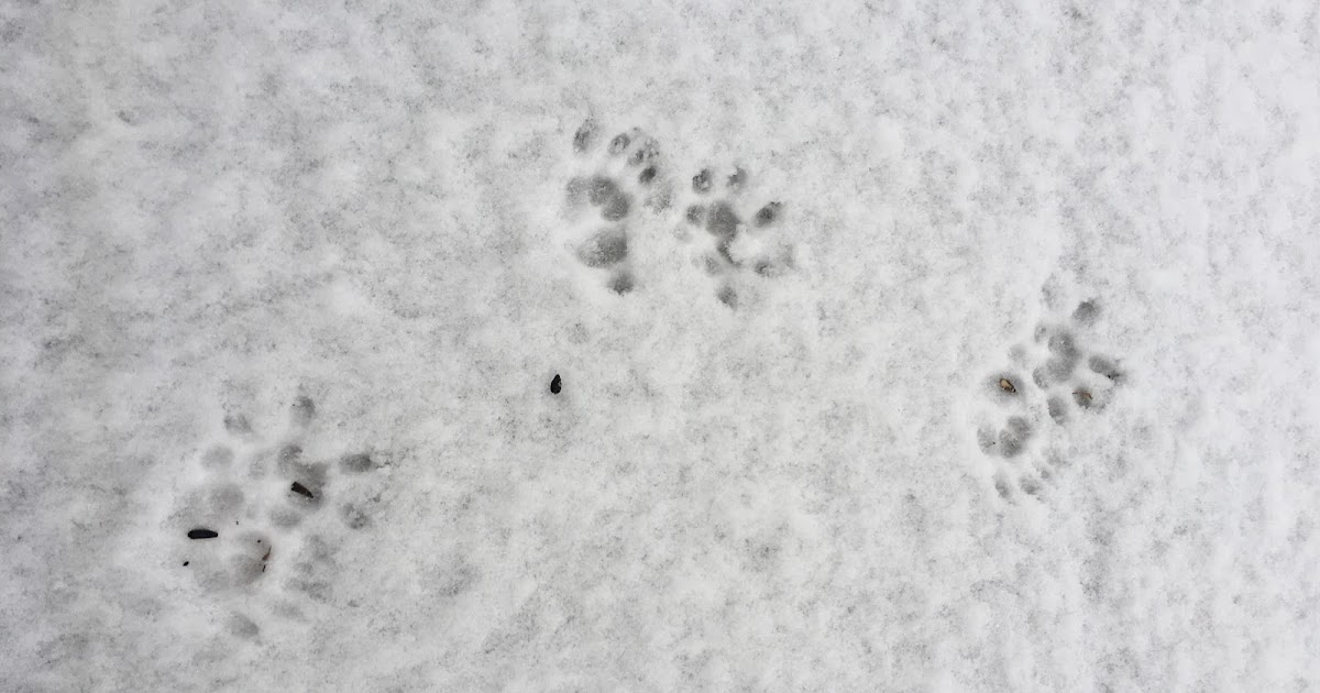 Penelopedia Nature and Garden in Southern Minnesota Opossum Tracks