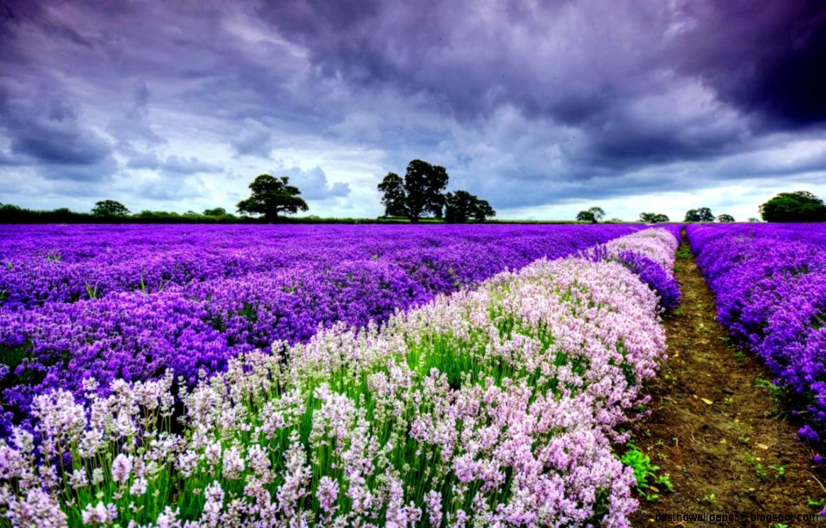 Nature Springtime Wallpapers  Best Background Wallpaper