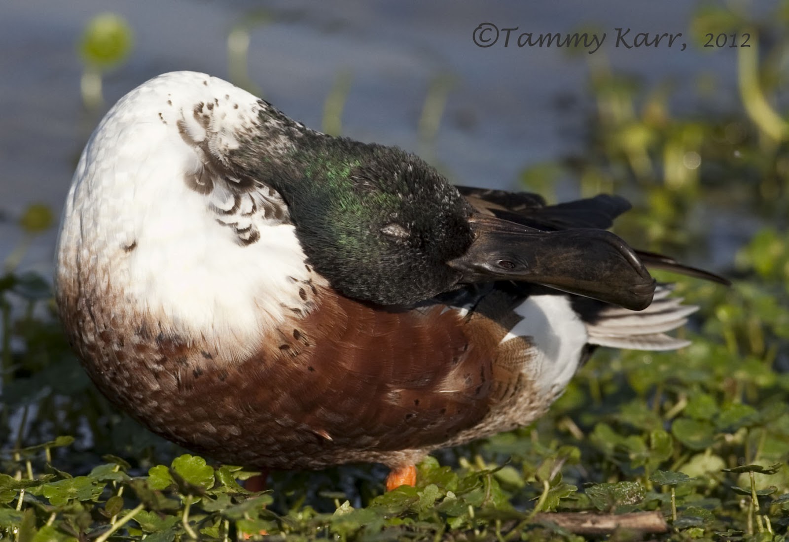 i heart florida birds Dirty Ducks