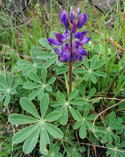 Single purple lupine near Lexington Dam, Los Gatos, California