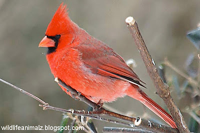 Cardinal The Beautiful Red Birds Of America | The Wildlife