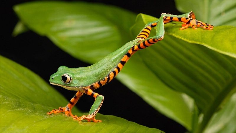 Gambar Ikan Ikan Pemakan Jentik Nyamuk - Katak