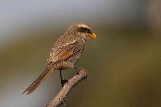 Burung Cendet - Jenis-Jenis Burung Cendet Mencapai 33 di Seluruh Dunia Lengkap dengan Gambarnya - Penangkaran Burung Cendet