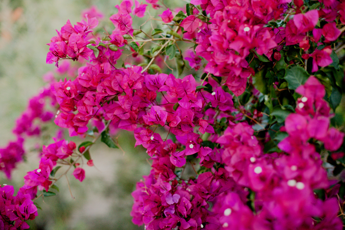 bright pink bougainvillea bougainvillea