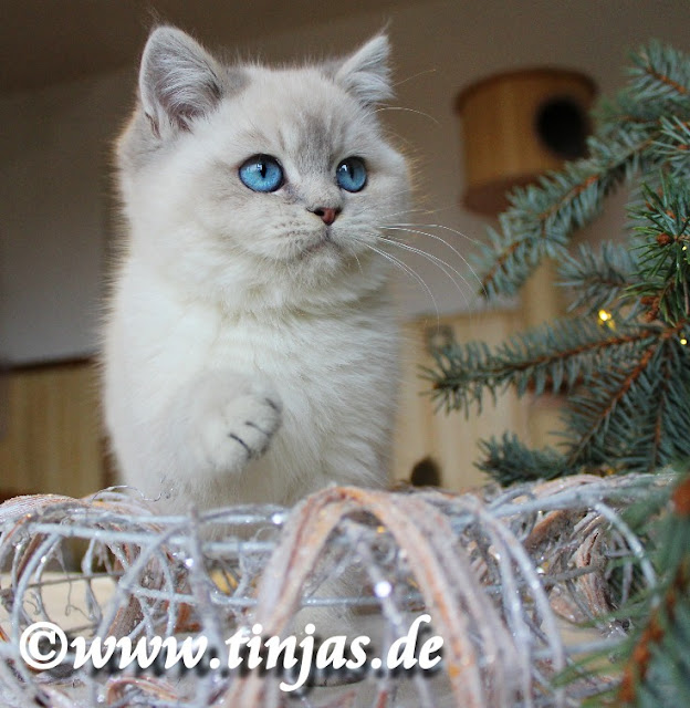 BKH blue golden tabby point Britisch Kurzhaar Kater 10 Wochen