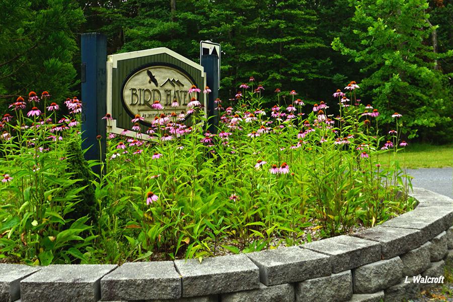 The View from Squirrel Ridge Bird Haven Factory Restored!