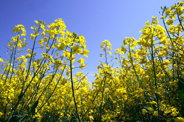 Consejos para sobrellevar la alergia al polen