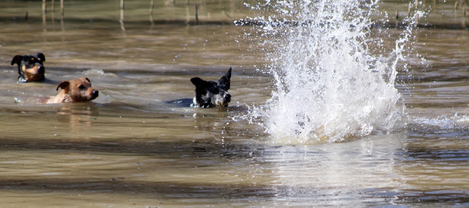 At The Farm... Chasing Beaver