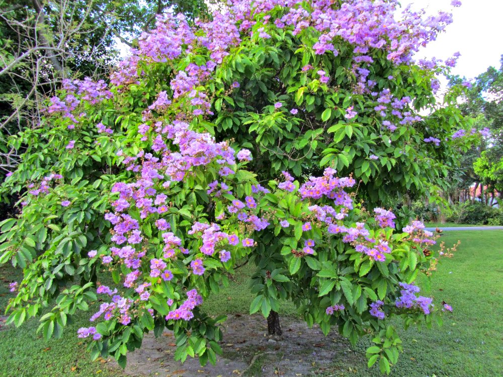 √ Does the Banaba Plant have Antiobesity and Anti