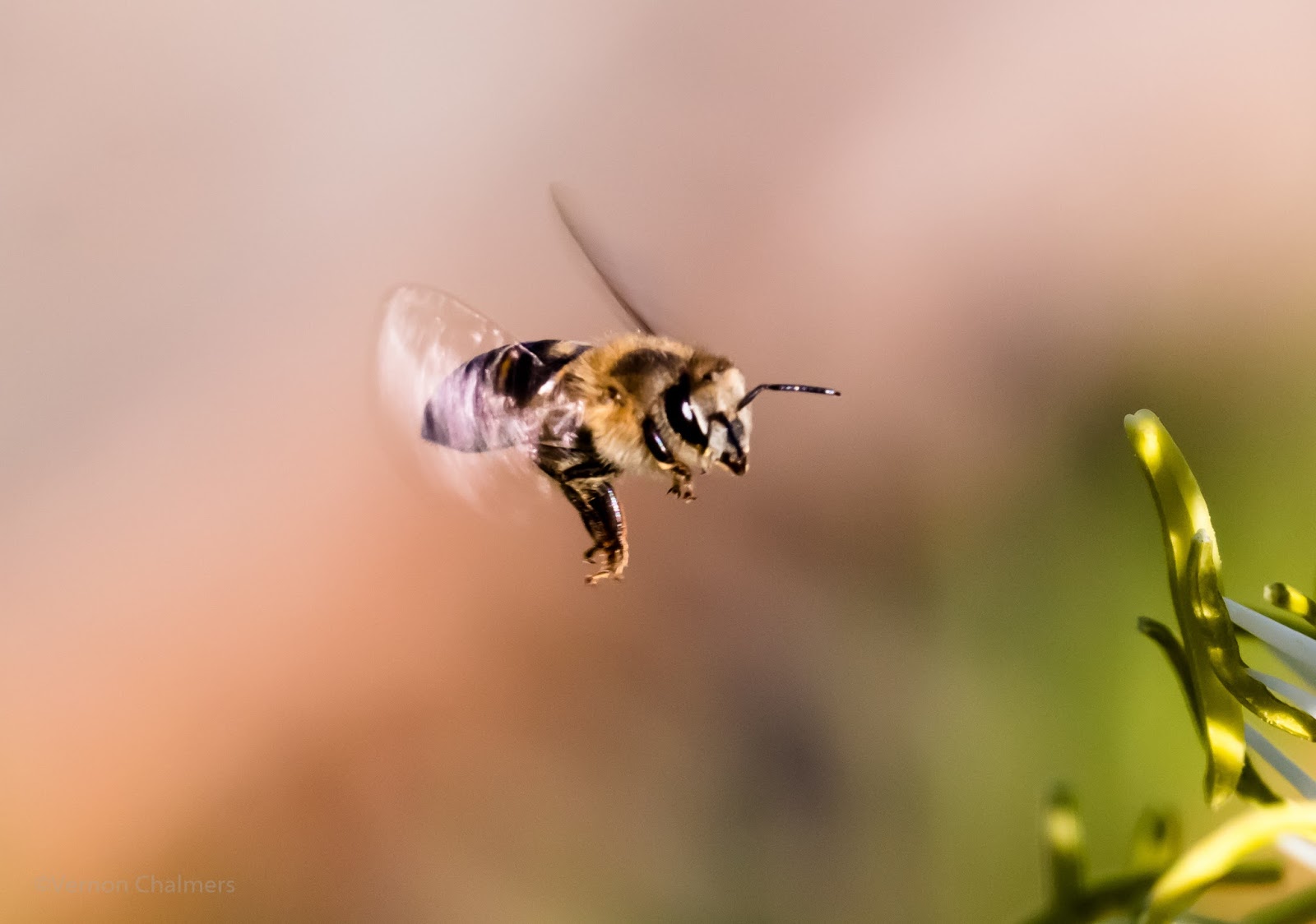 Vernon Chalmers Photography Bee in Flight CloseUp Photography Cape Town