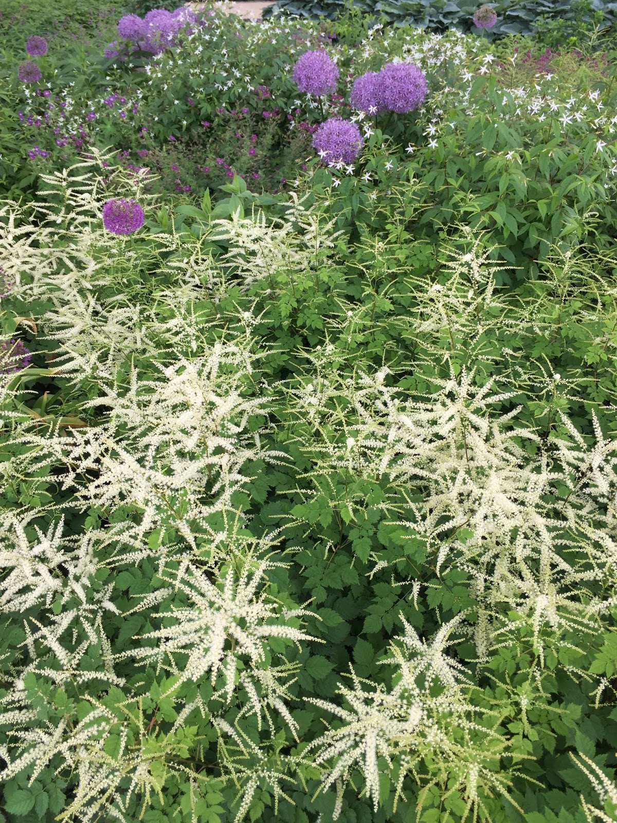 Irises And Archives Mountain Laurel