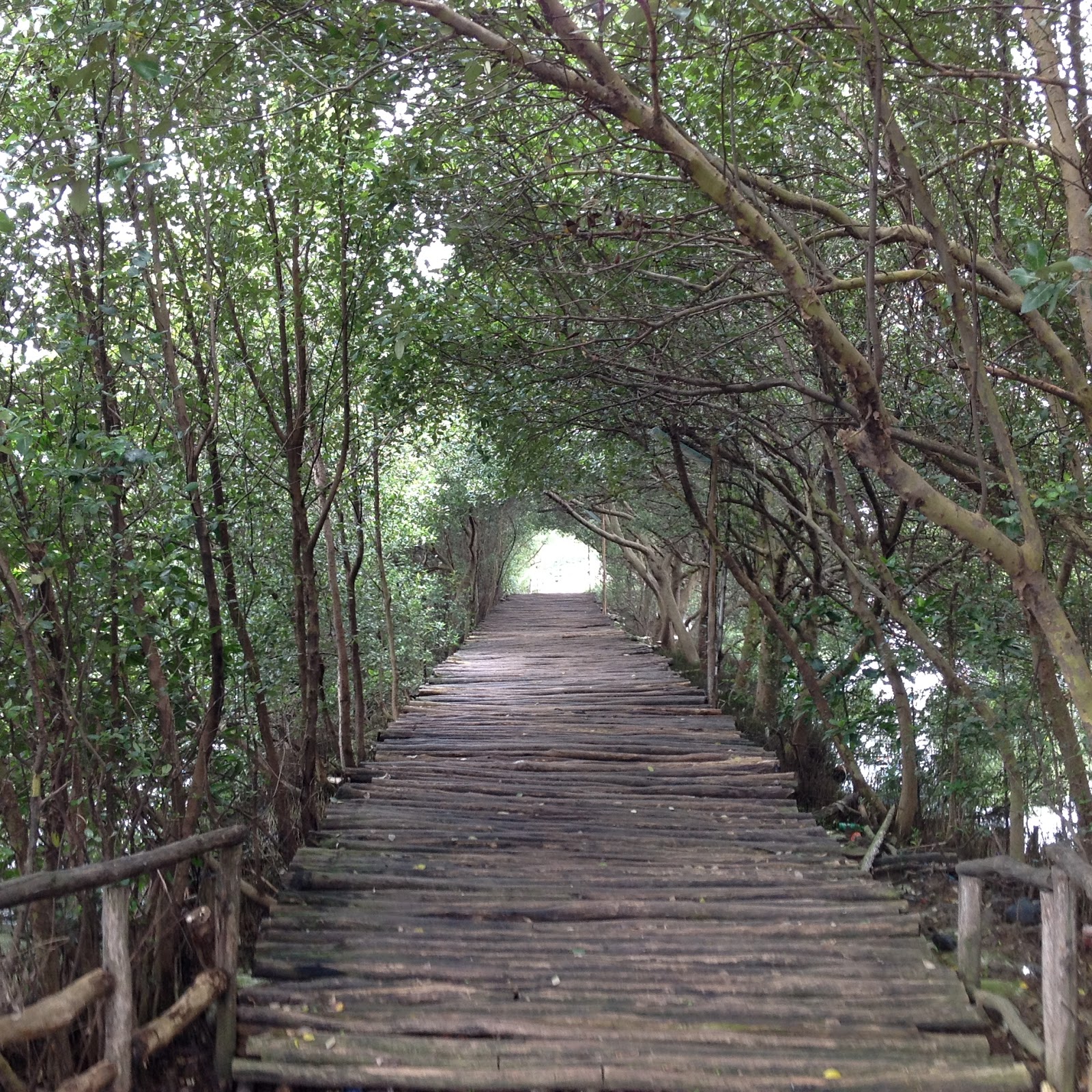 Hutan Mangrove PIK, Jakarta Hidden Forest travelling momma