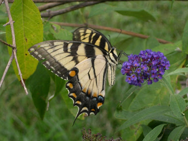 Yellow Tiger Swallowtail Butterfly on Butterfly Bush
