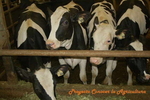 varias vacas jóvenes frente a un comedero