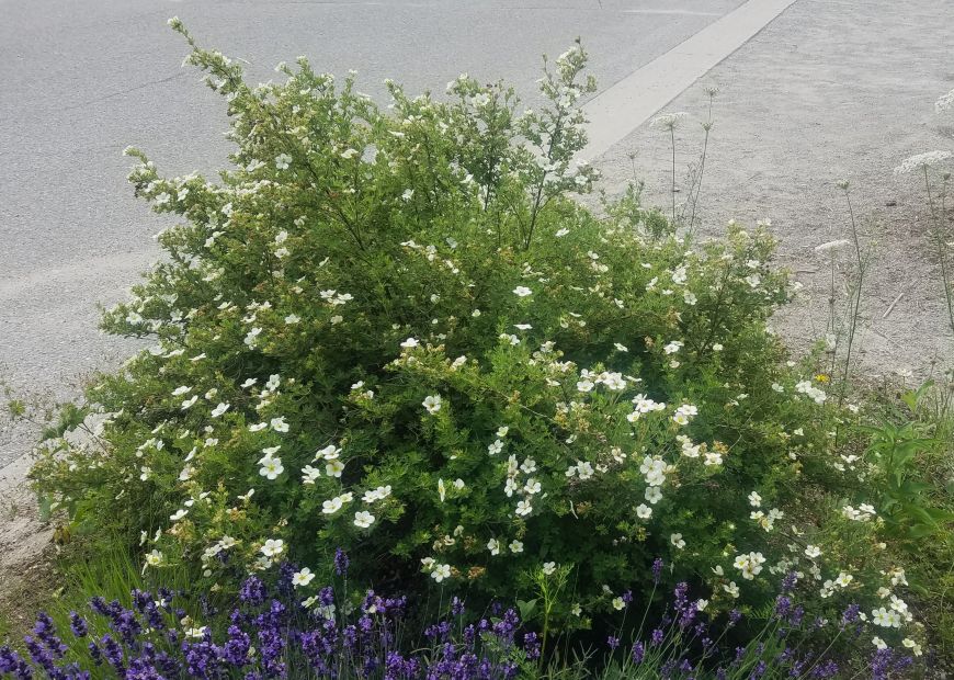 Nadezda S Northern Garden Potentilla Or Kuril Tea