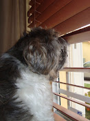 This is Toby (RIP)...looking out the window
