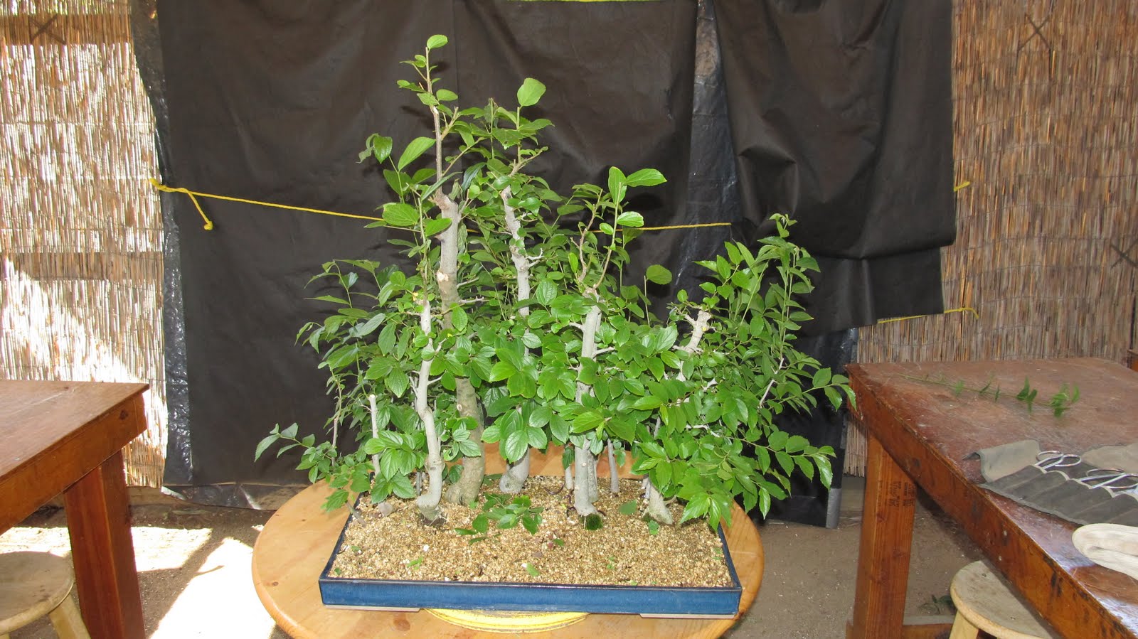 bonsaibp's bonsai blog: Hackberry forest revisited