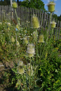 Varga ciobanului (Dipsacus laciniatus)
