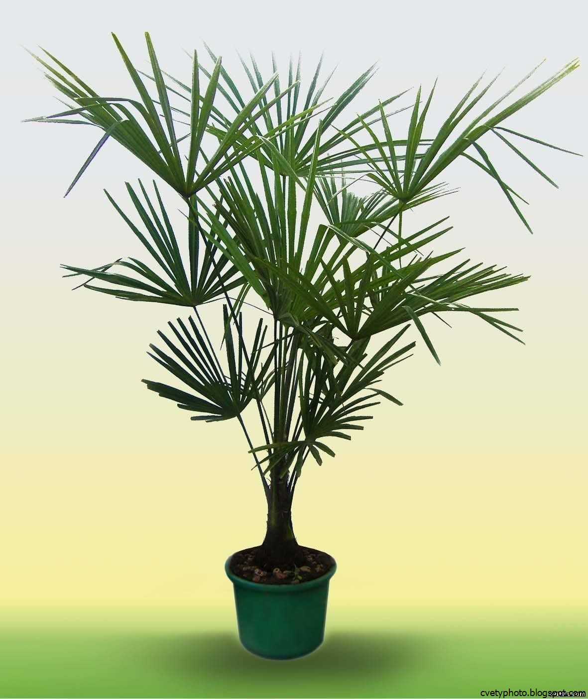 Комнатное растение название пальмы. Трахикарпус веерная Пальма. Трахикарпус Форчуна. Семена пальмы Трахикарпус. Семена Трахикарпус Форчуна.