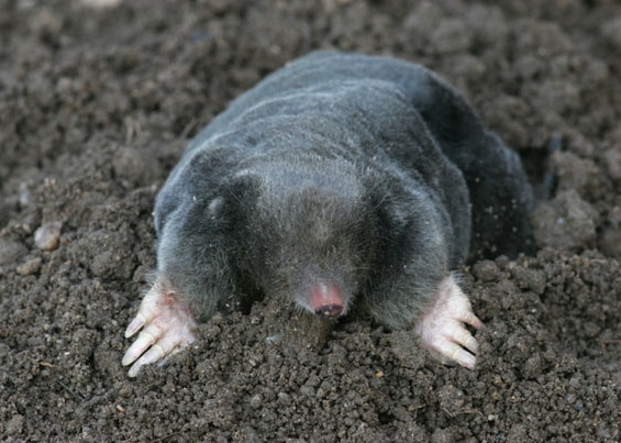 Mole Animal Wildlife