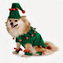 The Best :- The Best Dogs Clothes