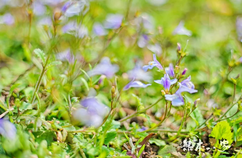名陽匍休閒農莊|頂湖海芋步道~台北陽明山竹子湖海芋季官網封面照就是在這拍的