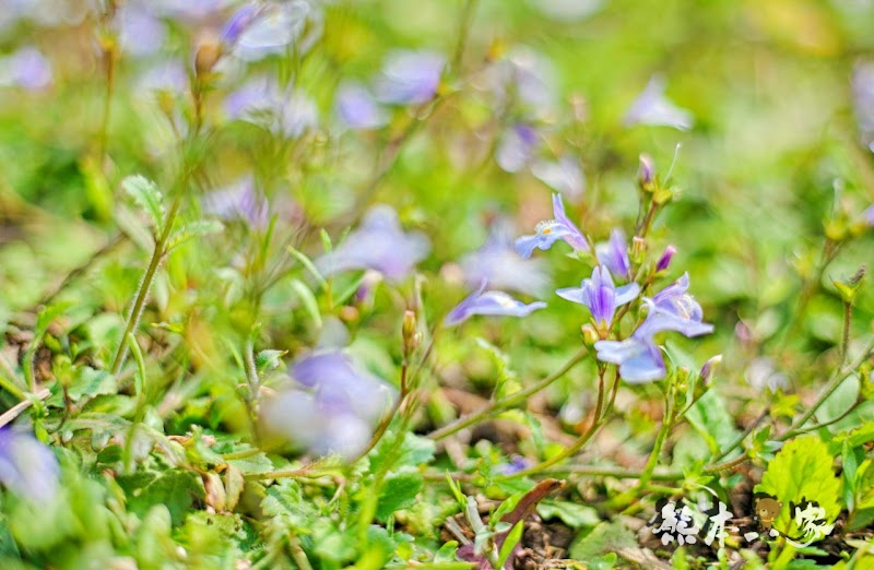 名陽匍休閒農莊|頂湖海芋步道~台北陽明山竹子湖海芋季官網封面照就是在這拍的