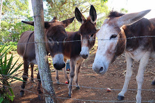 donkeys in puriscal