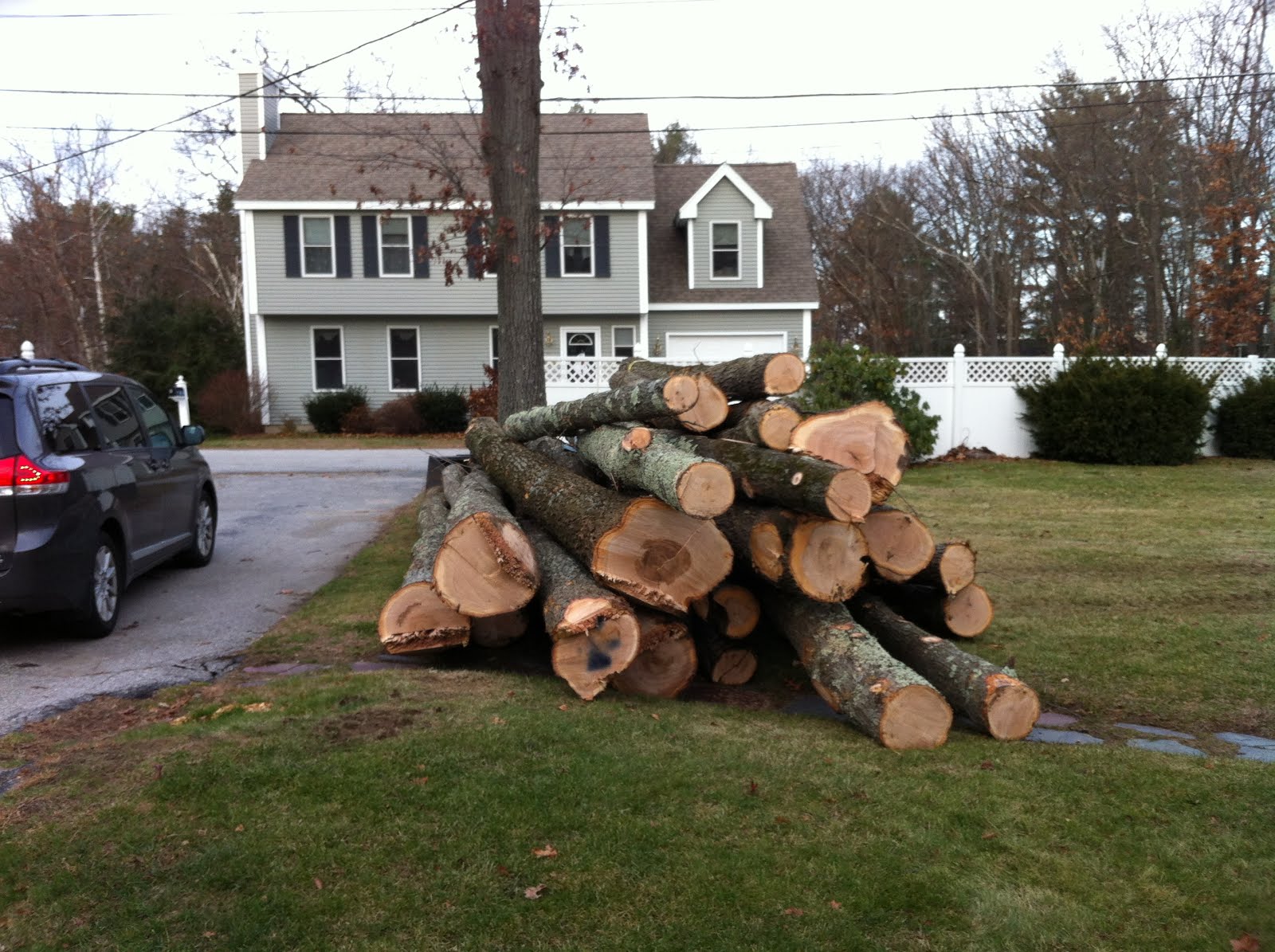 Beantown Bugle RIP Trees