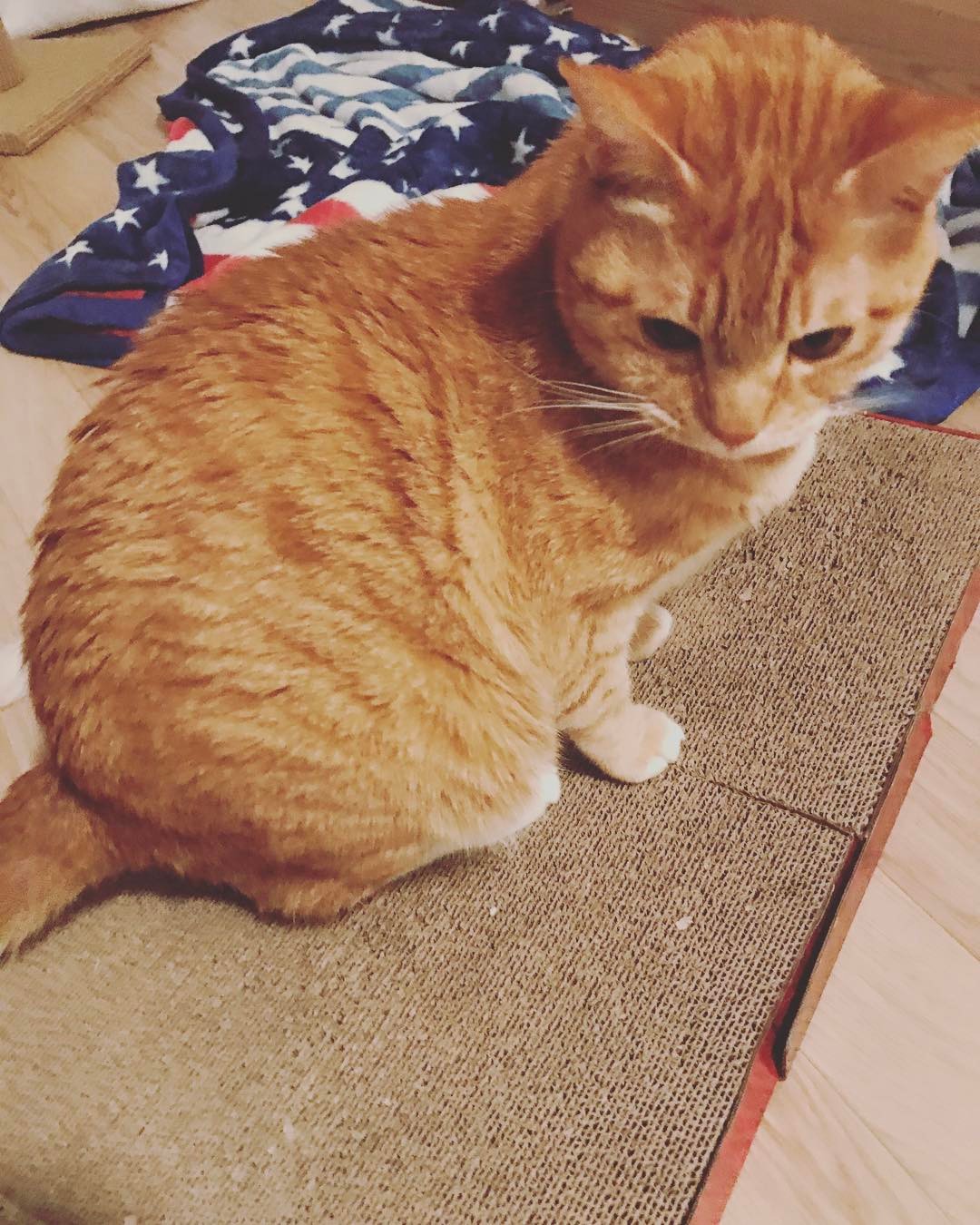 Türkiye�nin En Büyük Kedi ve Köpek Portalı 2017 Kedi
