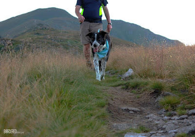 Border collie on a mountan track with a man