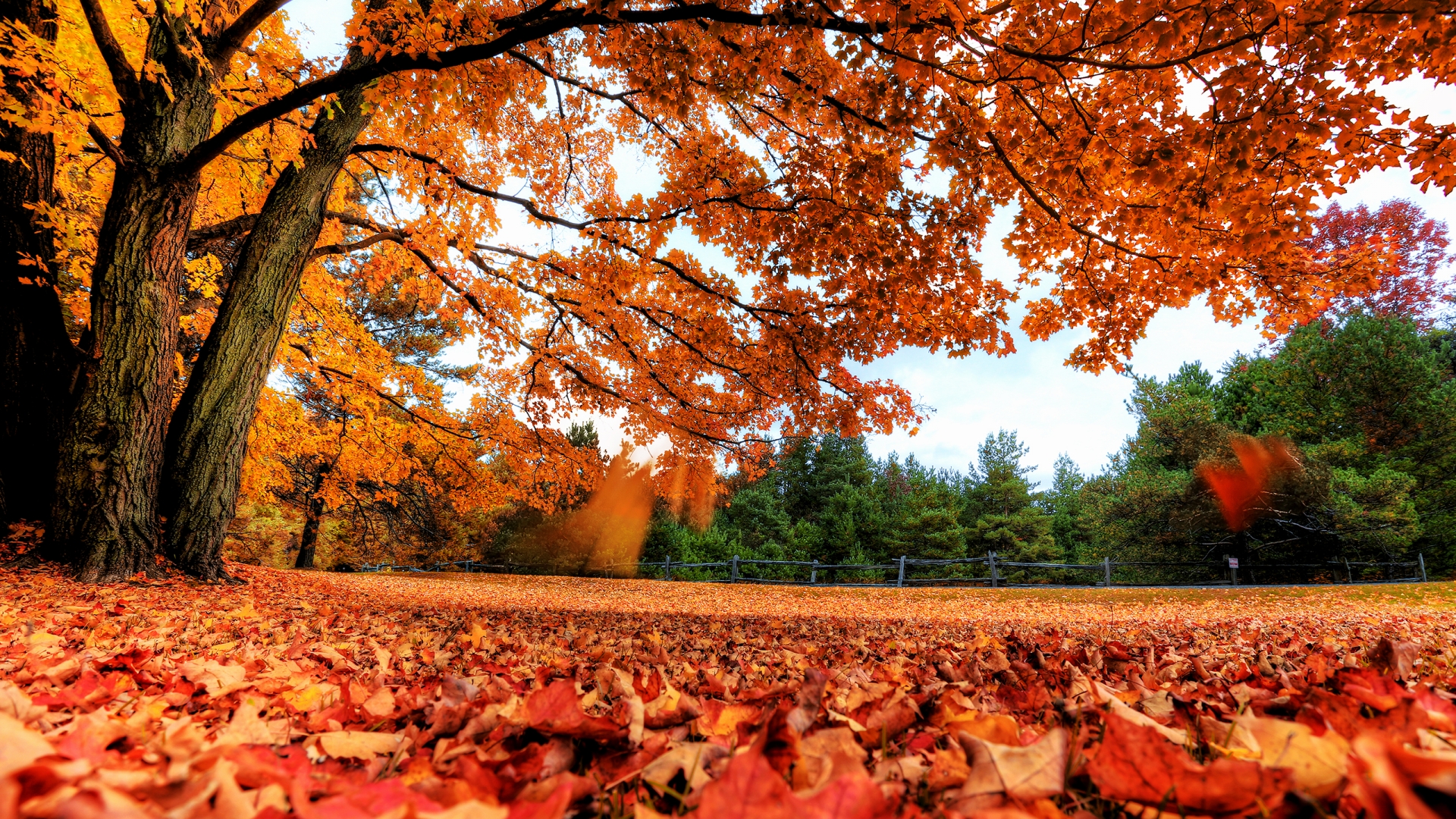 Autumn Maple Tree - High Definition Wallpapers - HD wallpapers