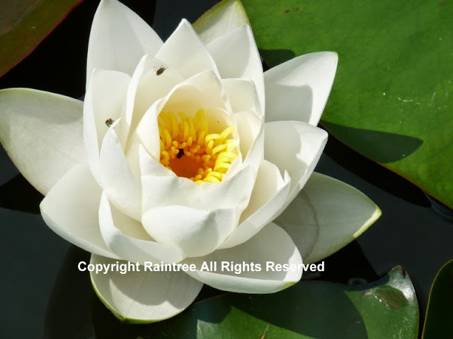 White waterlily with yellow centre
