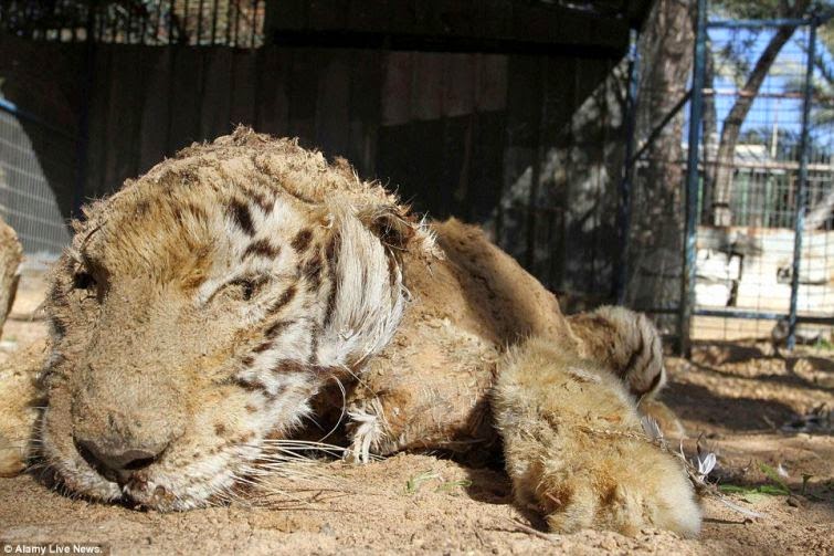 Ohsenyum Tak Leh Senyum 7 Gambar Binatang Zoo Mati Kelaparan
