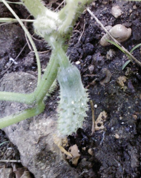 Two Green Boots Hairy Cucumber Surprise