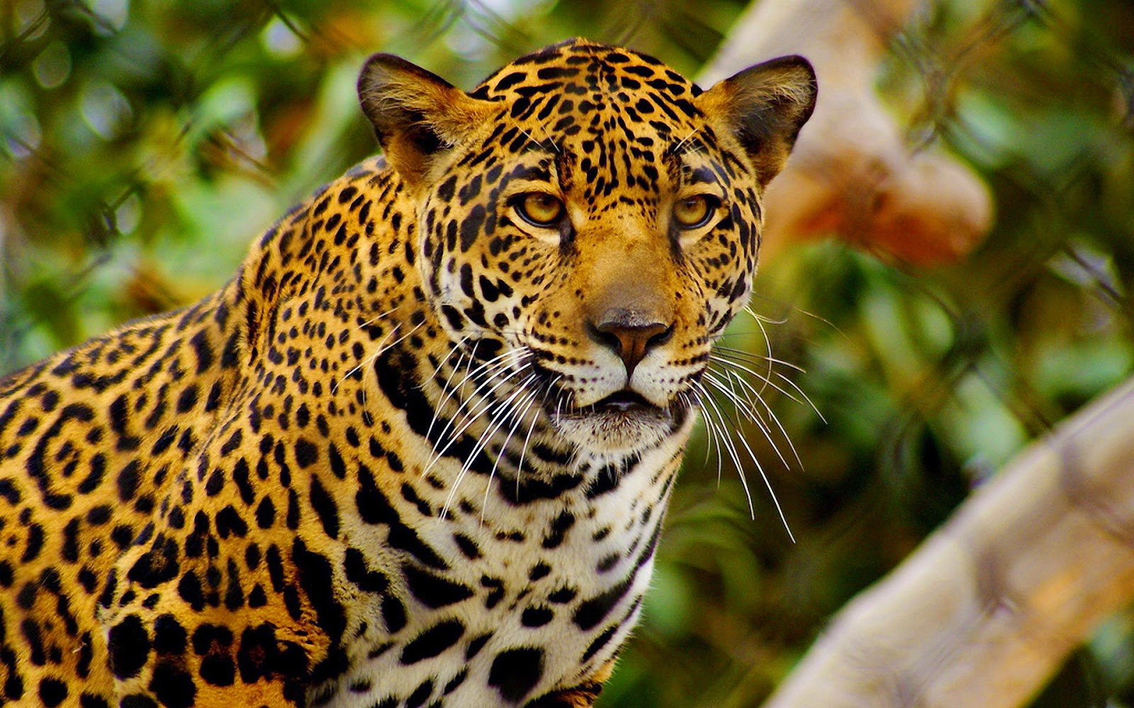 JAGUAR